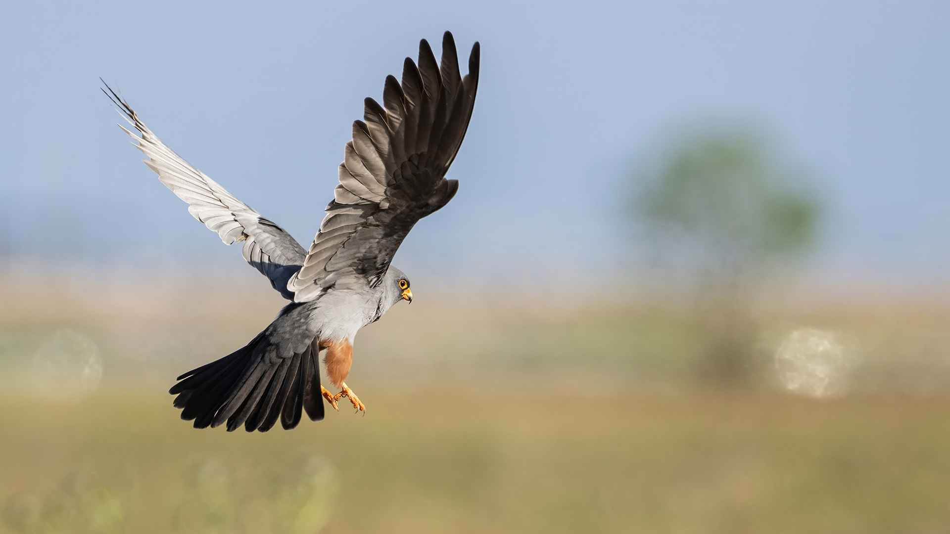 Red-footed Falcon